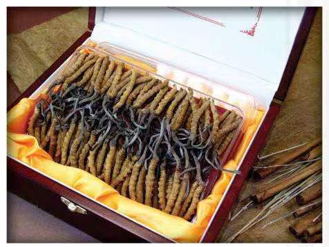 秦安冬虫夏草回收